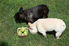 Franny, look at this nice basket of apples.  The donkettes will be so happy!