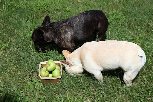 Franny, look at this nice basket of apples.  The donkettes will be so happy!