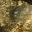 Another urchin floating to shore...