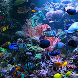 Franco's Tank