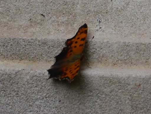 P1060295