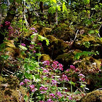 Hillside in Spring.jpg
