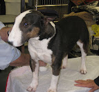 Miniature Bull Terrier