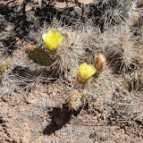 Yellow Prickly Pear