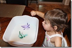 IMG_6101 IMG_6101