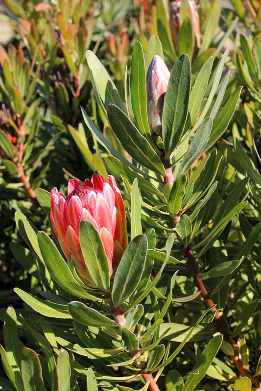 [121027_UCSCArboretum_Protea-Pink-Ice%255B2%255D.jpg]