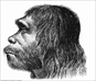 c0 Reconstruction of Neanderthal man from 1888. See http://en.wikipedia.org/wiki/Neanderthal