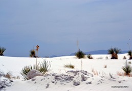 Vegetation in the dunes