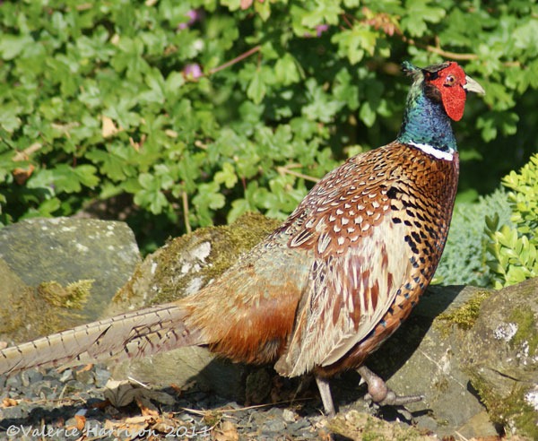 [7%2520pheasant%255B2%255D.jpg]