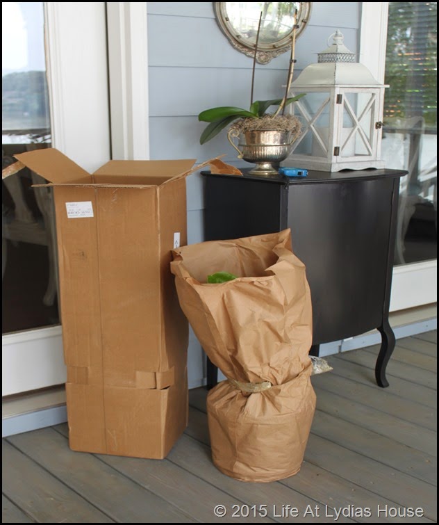 fiddle leaf fig tree delivery b