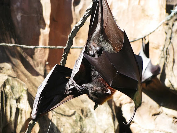 Show-102-FlyingFox.jpg