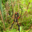 YellowGardenSpider(Argiope aurantia).pineyresgaco.080709.jpg
