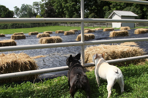 Oh I get it now, Sharkey!  Once the grass turns brown and the tarps are removed, Billie will be able to exercise in this area without having the tempting grass to eat!  I sure hope she loses the weight and gets back into shape!