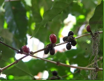 Coffea Abysiniam