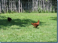 0410 North Carolina - Smoky Mountain National Park - US 441 (Newfound Gap Road) - Oconaluftee Visitor Center  - Mountain Farm Museum - hens