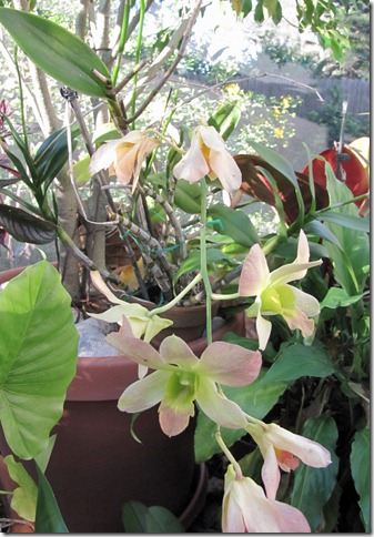 IMG_4410 IMG_4410
