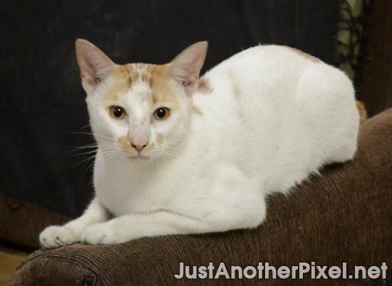 Orange, our sweet, wild cat LOL Orange, our sweet, wild cat LOL