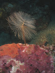 Fan Worm: extended in all it glory at the Banco di Santa Croce