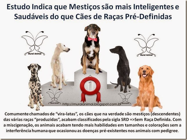 Estudo Indica que Mestiços são mais Inteligentes e Estudo Indica que Mestiços são mais Inteligentes e