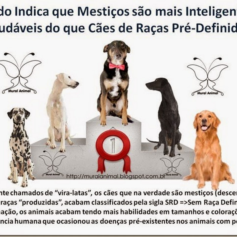 Vira-lata: conheça as vantagens de ter um cão sem raça definida como  companheiro, É o Bicho