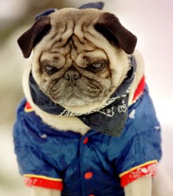 Dog appearing unhappy