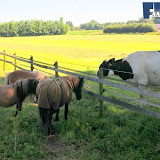 natuur 010.jpg