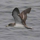 Cory's shearwater