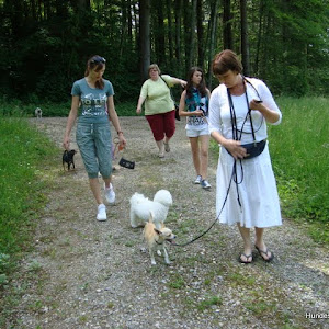 Waldspaziergang mit Little Dog