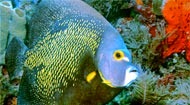 [Antilles%2520poisson-ange%2520fran%25C3%25A7ais%255B4%255D.jpg]