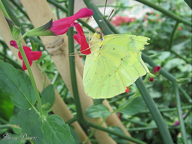 [LG_Butterfly_Green8.jpg]
