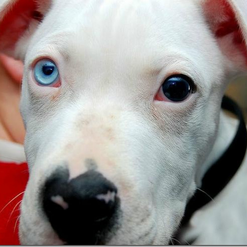 10 lindas fotografias de cães com heterocromia