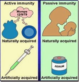 active and passive immunity