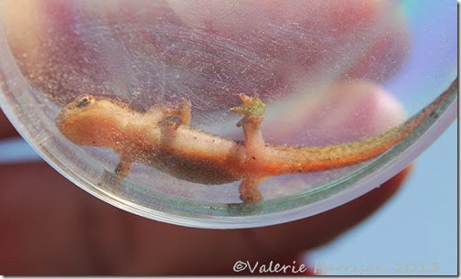 palmate-newt-underside