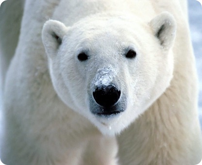 oso polar 2