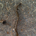 Hammerhead Worm