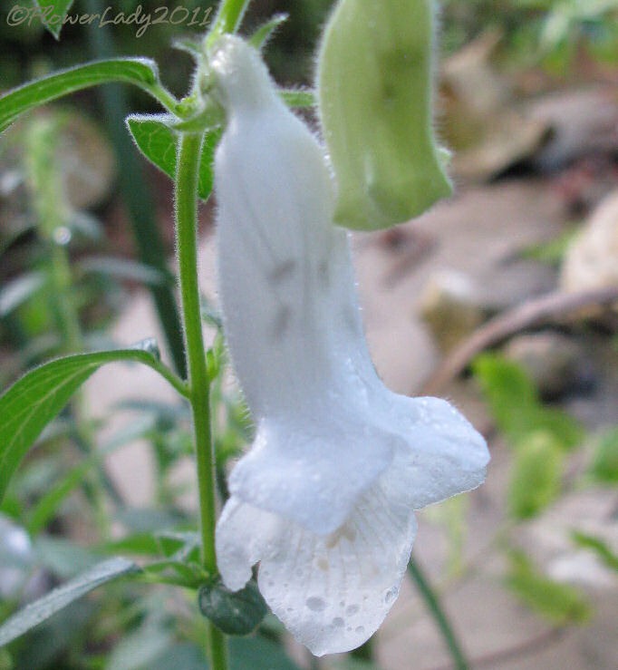 [09-22-african-foxgloves%255B7%255D.jpg]