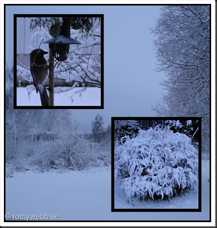 romysnow2 romysnow2