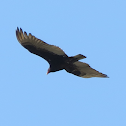 Turkey Vulture