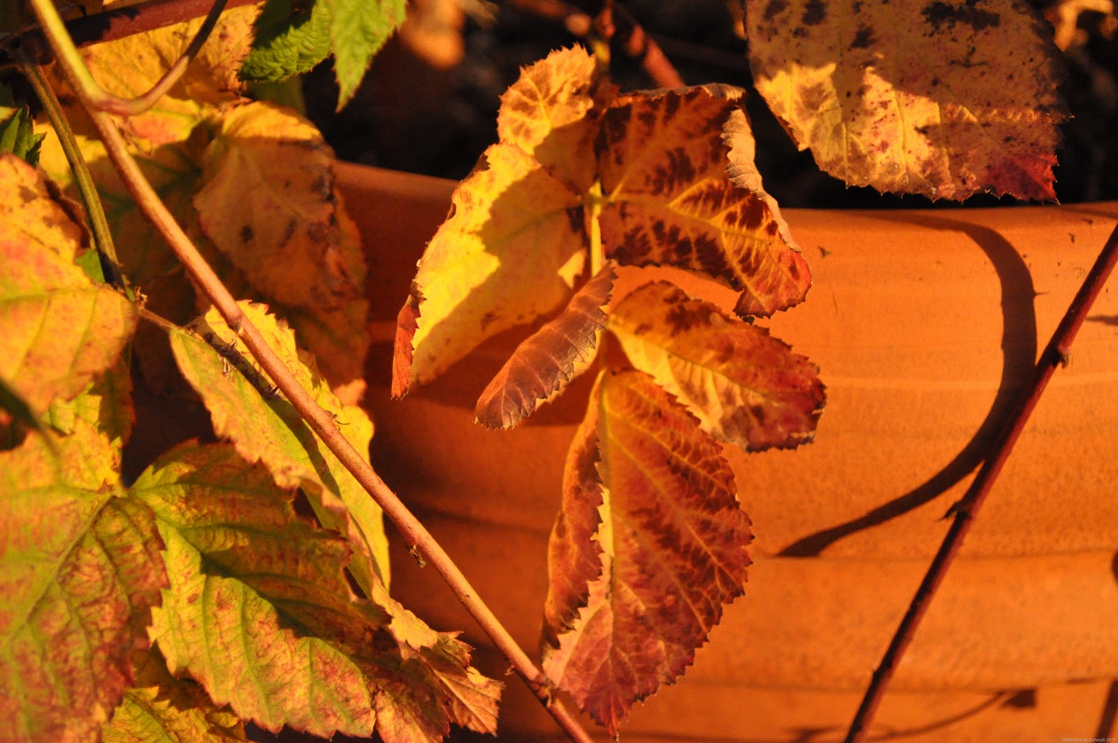 [DSC_2228_7159%255B9%255D.jpg]