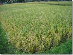 rice field in Mizoram