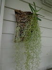 Look Sharkey, this Spanish moss has been put back on the wall, as well.  Like the staghorn fern, it is an epiphyte, or an air plant, meaning it grows attached to other plants or objects.