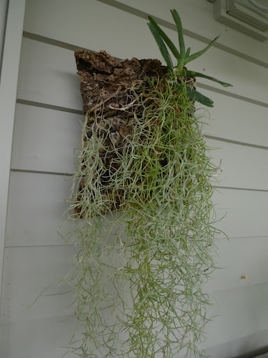 Look Sharkey, this Spanish moss has been put back on the wall, as well.  Like the staghorn fern, it is an epiphyte, or an air plant, meaning it grows attached to other plants or objects.