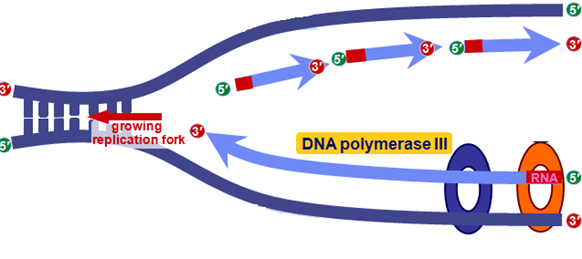DNA replication leading and lagging strand