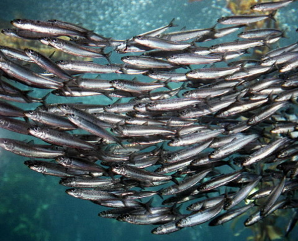 A school of sardines swims in one of the aquariums at the Monterey Bay Aquarium, in Monterey, California. Pacific coast sardines are facing a population collapse so severe that Oregon's multimillion-dollar sardine industry was shut down in summer 2015. Photo: Kelly House / The Oregonian
