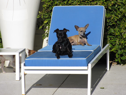 Daisy and Guppy sunbathing.
Guppy: 