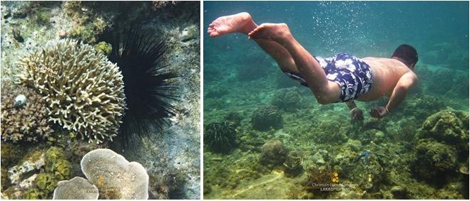 Our Host, D, Exploring Underwater of Banton's Fish Sanctuary