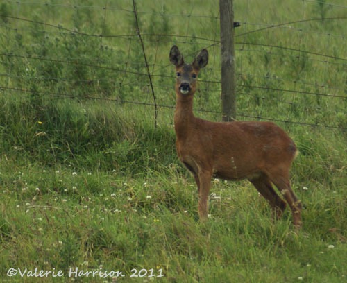 [7-roe-deer%255B2%255D.jpg]
