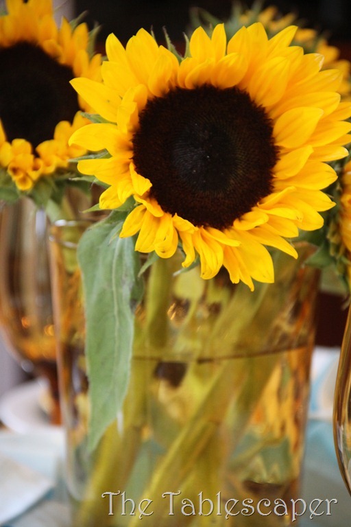 sunflowers 009