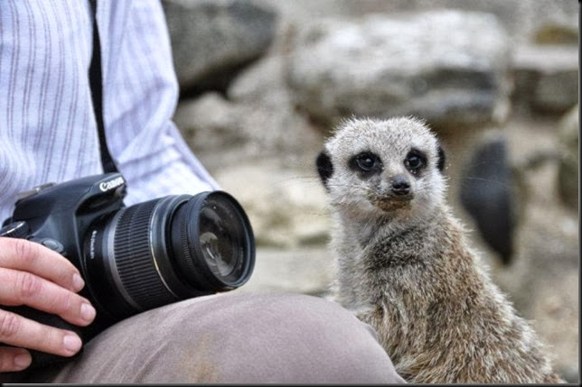 Meerkat and Camera Meerkat and Camera