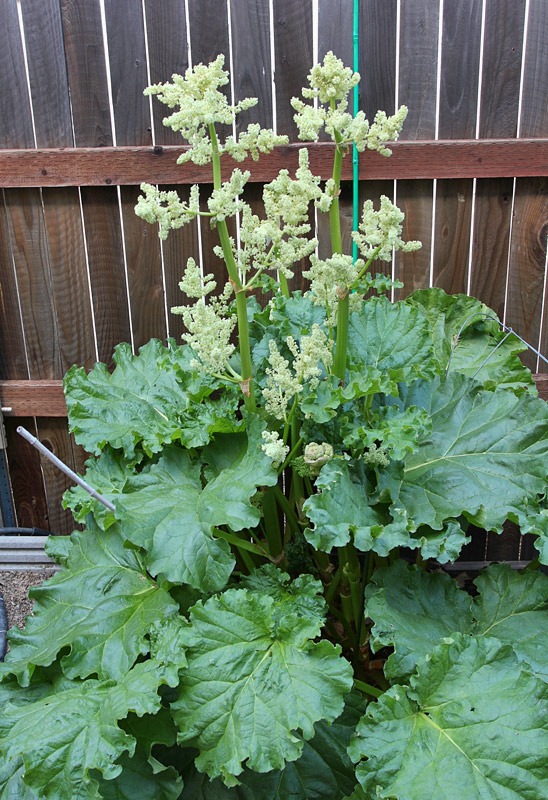 [120406_rhubarb%255B4%255D.jpg]